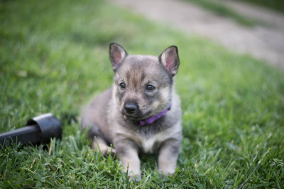 Les chiots de Spitz des Visigoths