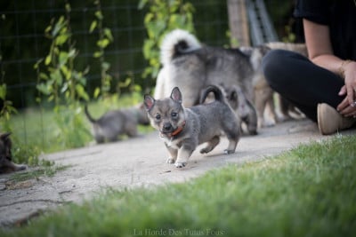 Les chiots de Spitz des Visigoths