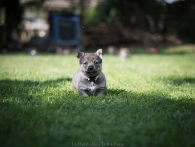 Les chiots de Spitz des Visigoths