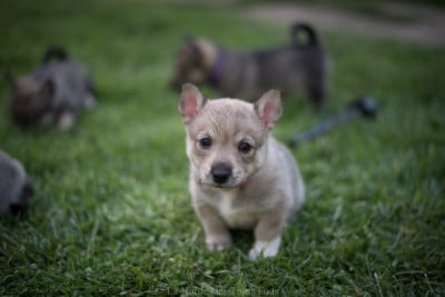 Les chiots de Spitz des Visigoths