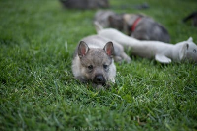 Les chiots de Spitz des Visigoths