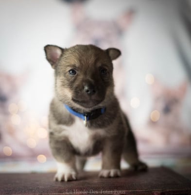 Les chiots de Spitz des Visigoths