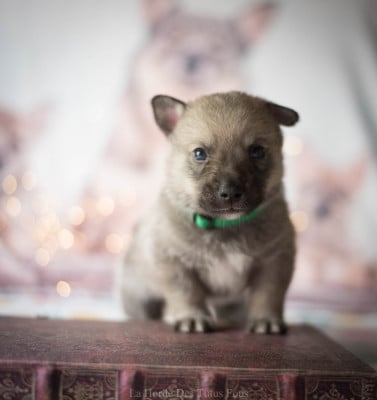 Les chiots de Spitz des Visigoths