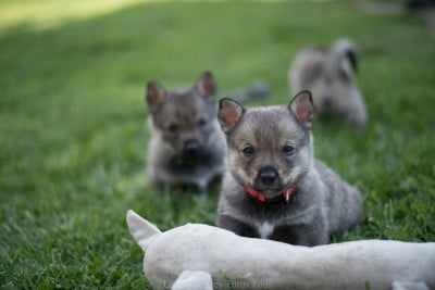 Les chiots de Spitz des Visigoths