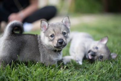 Les chiots de Spitz des Visigoths