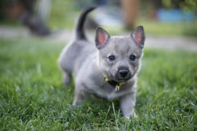 Les chiots de Spitz des Visigoths