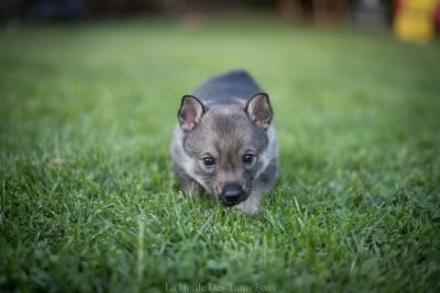 Les chiots de Spitz des Visigoths