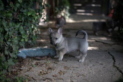 Les chiots de Spitz des Visigoths
