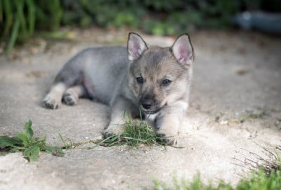 Les chiots de Spitz des Visigoths