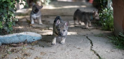 Les chiots de Spitz des Visigoths
