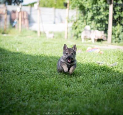 Les chiots de Spitz des Visigoths