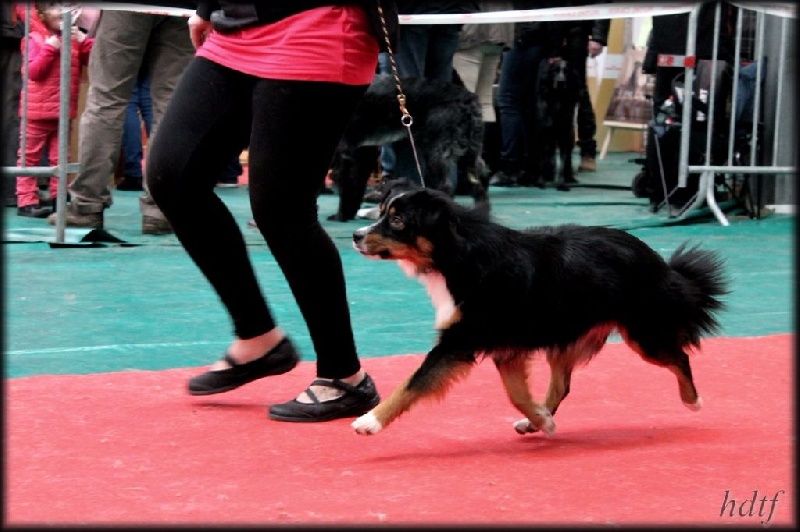 I am your dream De La Horde Des Tutus Fous - 1 ERE EXCELLENT MEILLEURE JEUNE