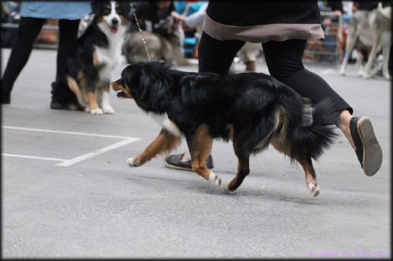 I am your dream De La Horde Des Tutus Fous - 1 ERE EXCELLENT CACS MEILLEURE DE RACE