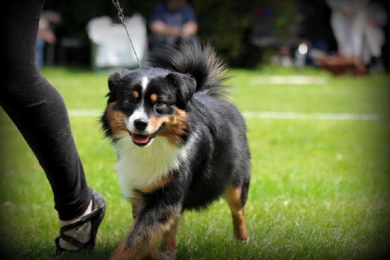 I am your dream De La Horde Des Tutus Fous - TRES BON