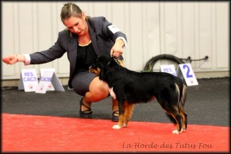 I am your dream De La Horde Des Tutus Fous - 1 ERE EXCELLENTE MEILLEURE JEUNE