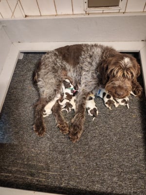 Les chiots de Griffon d'arrêt à poil dur Korthals