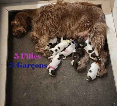 Chiot N°8 - Griffon d'arrêt à poil dur Korthals