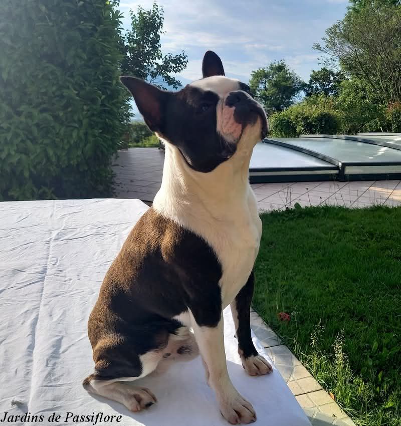 Publication : des Jardins de Passiflore