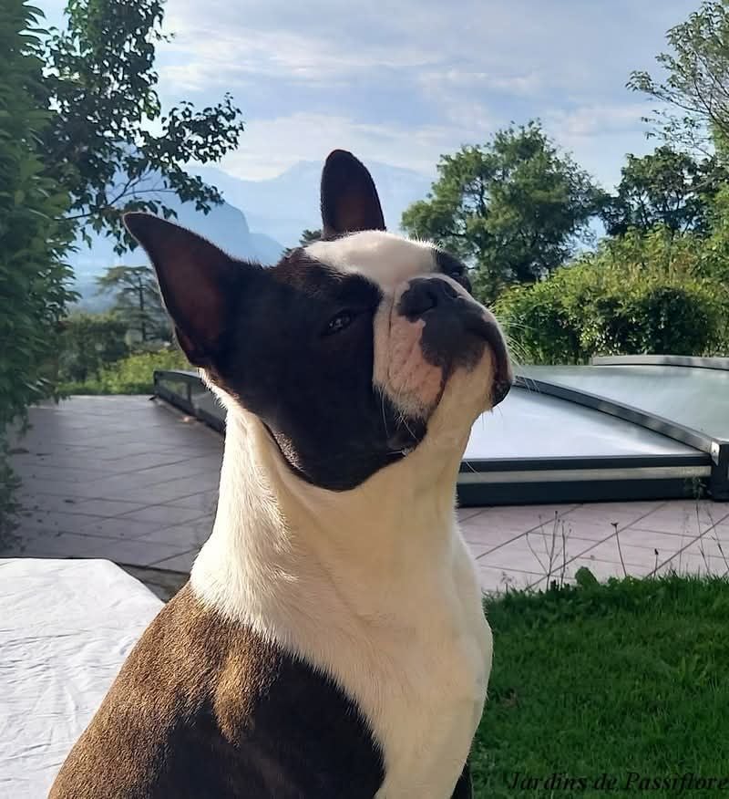 Publication : des Jardins de Passiflore