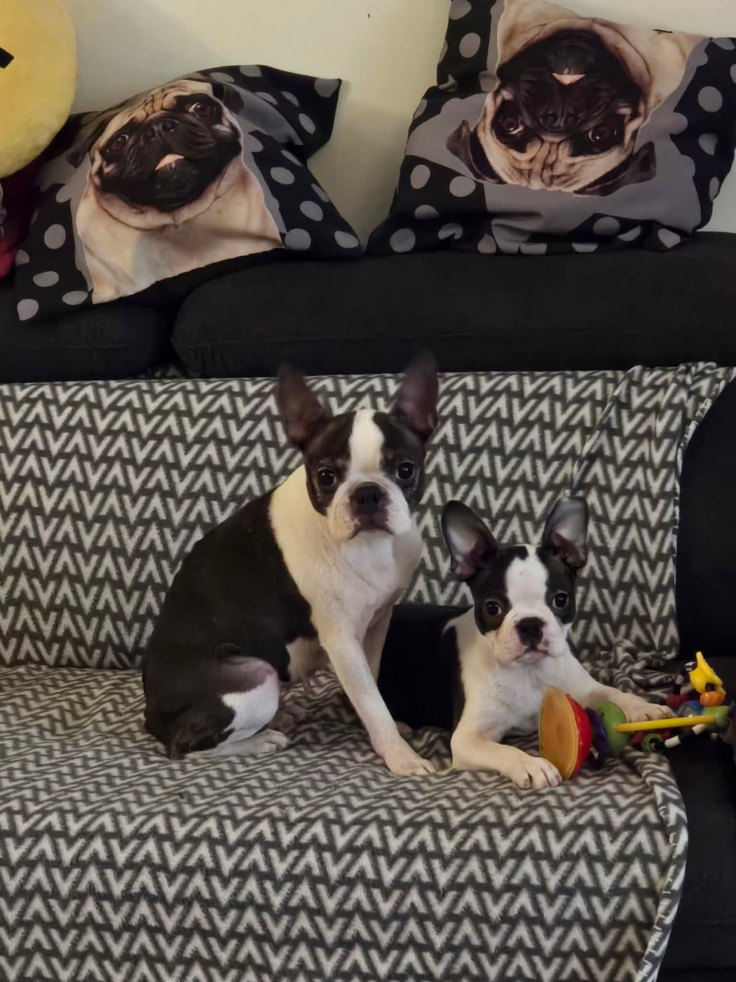 Boston Terrier - Du Royaume De La Pompadour