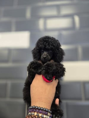 Les chiots de Caniche