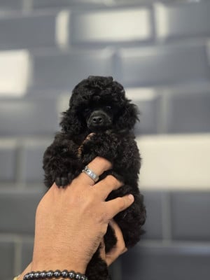 Les chiots de Caniche