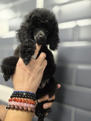 Les chiots de Caniche