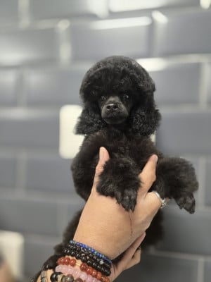 Les chiots de Caniche