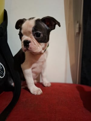 Les chiots de Boston Terrier