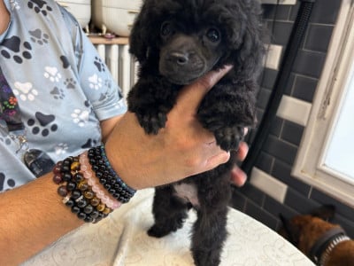 Les chiots de Caniche