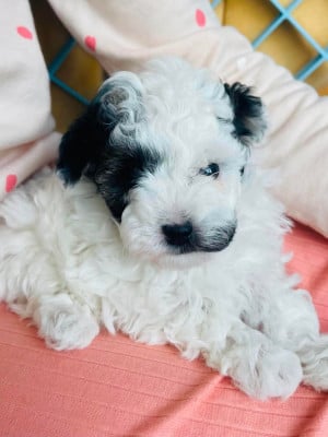 Les chiots de Caniche