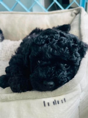 Les chiots de Caniche
