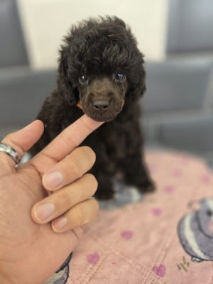 Les chiots de Caniche