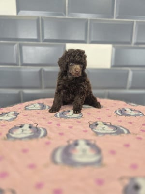 Les chiots de Caniche