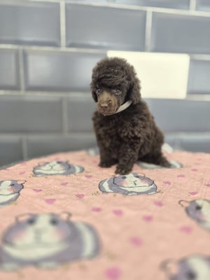 Les chiots de Caniche