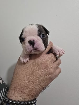 Les chiots de Boston Terrier