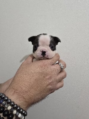 Les chiots de Boston Terrier