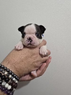 Les chiots de Boston Terrier