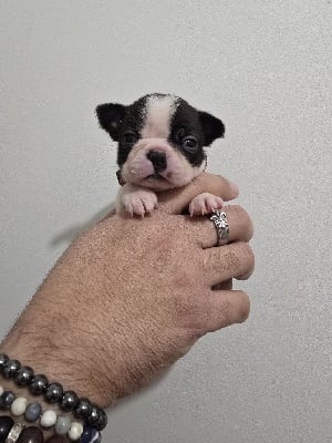 Les chiots de Boston Terrier