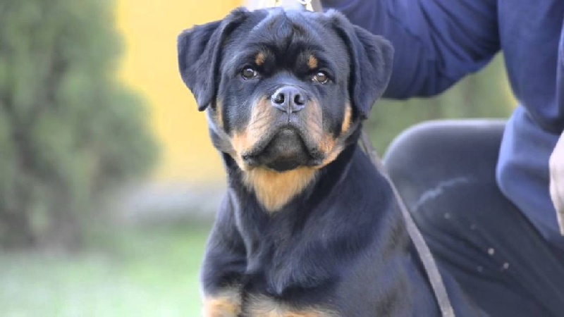 Publication : Sovereign Breed Auteur : Sovereign Breed