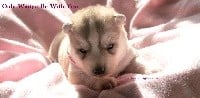 Of Northern Lights Spirit - Siberian Husky - Portée née le 21/09/2018