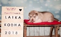 Of Northern Lights Spirit - Siberian Husky - Portée née le 30/12/2018
