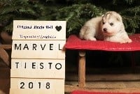 Of Northern Lights Spirit - Siberian Husky - Portée née le 21/12/2018