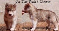 Of Northern Lights Spirit - Siberian Husky - Portée née le 06/04/2018