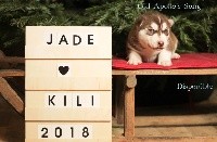 Of Northern Lights Spirit - Siberian Husky - Portée née le 12/12/2018