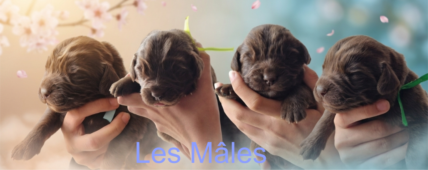 Chiot N°1 - Terre-neuve