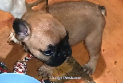 Les chiots de Bouledogue français