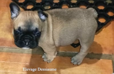 Les chiots de Bouledogue français
