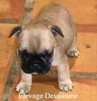 Les chiots de Bouledogue français