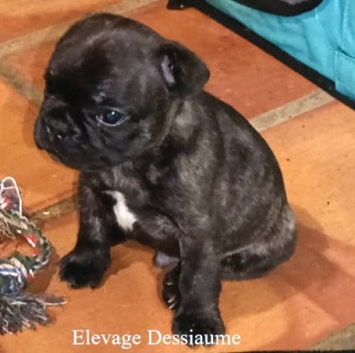 Les chiots de Bouledogue français